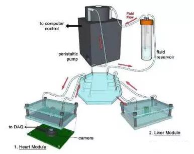3D打印技術(shù)：多器官微流控芯片