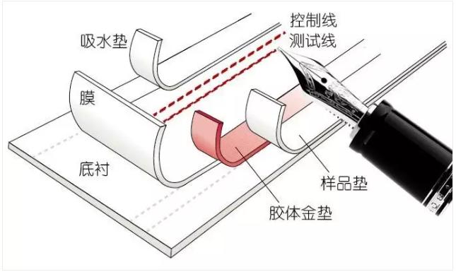 圖2 免疫層析產(chǎn)品的制造過(guò)程