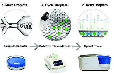 數字PCR 