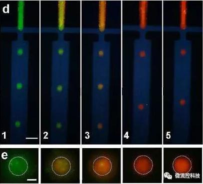 微流控系統(tǒng)中毛細(xì)管電泳(CE)分離技術(shù) 微流控系統(tǒng)中毛細(xì)管電泳(CE)分離技術(shù)