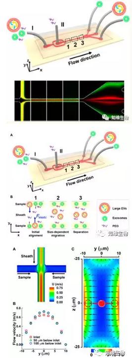 無(wú)磁場(chǎng)條件下，通過(guò)微流控從細(xì)胞外膜泡中分離外泌體