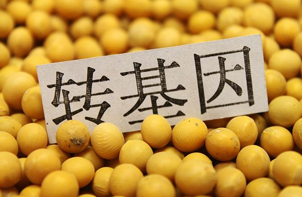 轉基因食品圖