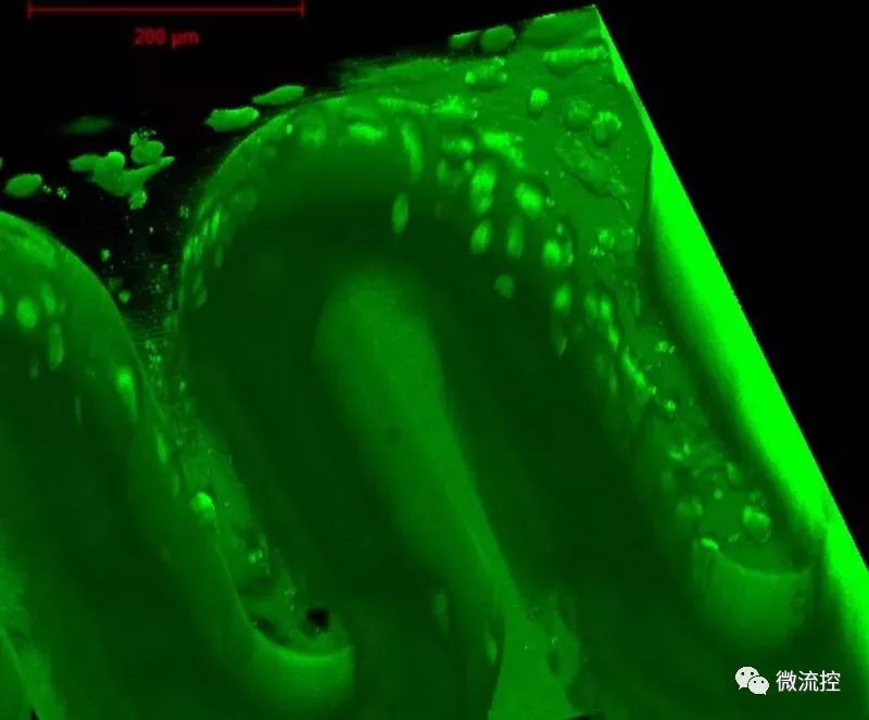生物相容性水凝膠材料制造的3D打印微結(jié)構(gòu)
