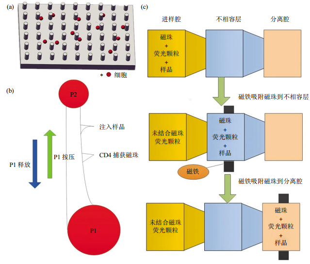 圖2免疫捕獲細(xì)胞分離芯片結(jié)構(gòu)示意圖(a)抗體特異性細(xì)胞捕獲示意圖。(b)磁珠細(xì)胞分離芯片示意圖。(c)表面張力不相容過濾篩選芯片示意圖
