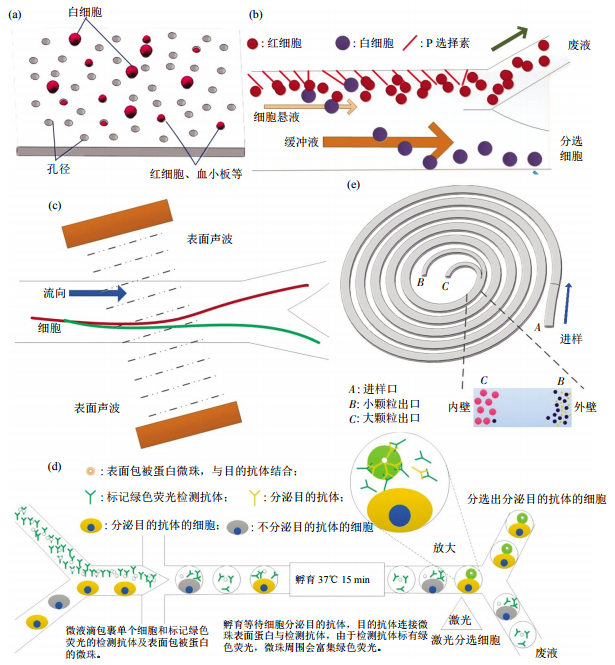 圖3無標(biāo)簽細(xì)胞分離方法芯片結(jié)構(gòu)示意圖(a)小孔徑攔截酯膜電鏡圖。(b)非對稱流系統(tǒng)細(xì)胞分離示意圖。(c)斜角表面聲波技術(shù)細(xì)胞分離。(d)微液滴細(xì)胞分選。(e)多路復(fù)用螺旋微流控芯片細(xì)胞分離示意圖
