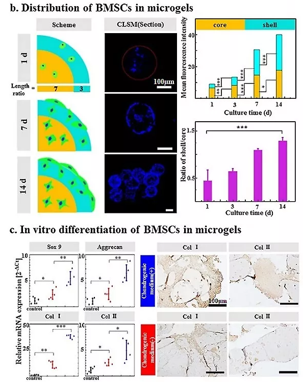 圖4：包載BMSC的Gel-HA微凝膠的體外生物學(xué)表征。