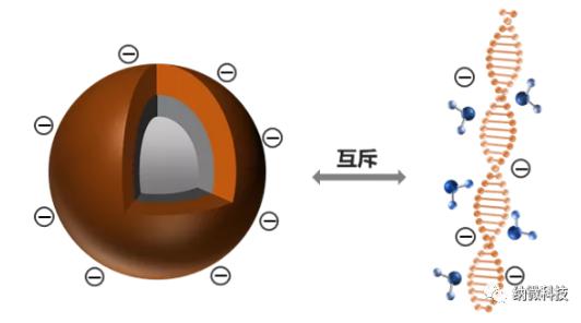 磁珠如何與核酸結(jié)合，實現(xiàn)提取功能？